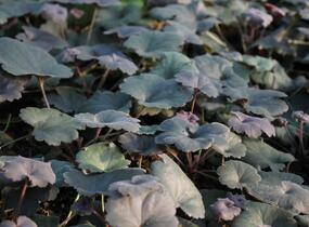 Dlužicha 'Princess Theresa - Heuchera hybrida 'Princess Theresa'