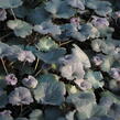 Dlužicha 'Princess Theresa - Heuchera 'Princess Theresa'®