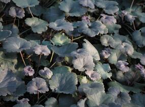 Dlužicha 'Princess Theresa - Heuchera hybrida 'Princess Theresa'