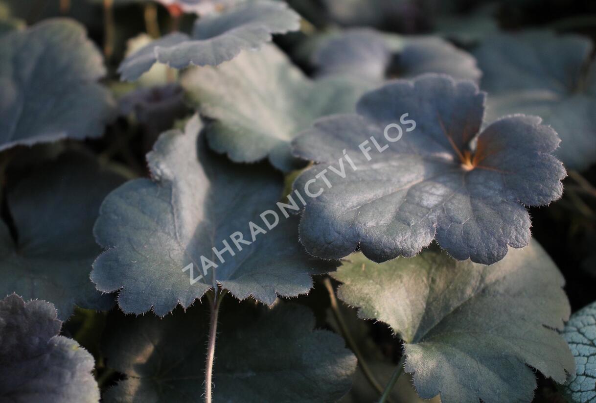 Dlužicha 'Princess Theresa - Heuchera hybrida 'Princess Theresa'