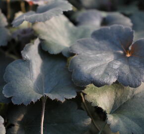 Dlužicha 'Princess Theresa - Heuchera hybrida 'Princess Theresa'