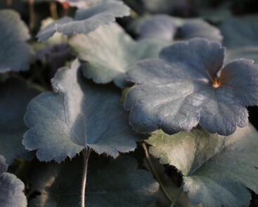 Dlužicha 'Princess Theresa