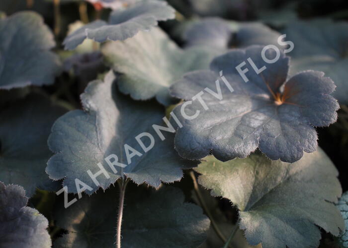 Dlužicha 'Princess Theresa - Heuchera 'Princess Theresa'®
