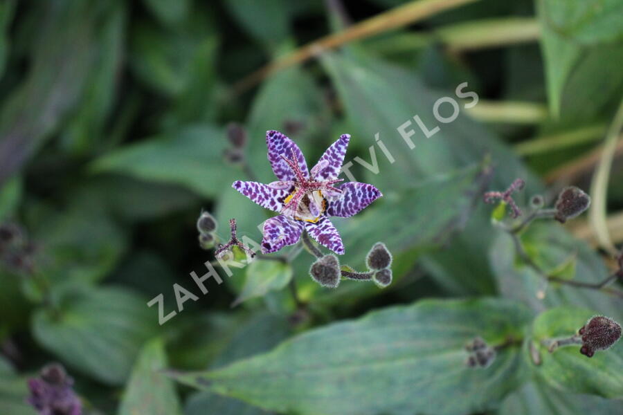 Liliovka stopkatá, hadí lilie - Tricyrtis macropoda