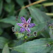 Liliovka stopkatá, hadí lilie - Tricyrtis macropoda