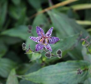 Liliovka stopkatá, hadí lilie - Tricyrtis macropoda