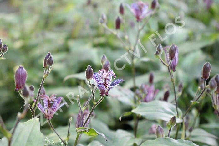 Liliovka stopkatá, hadí lilie - Tricyrtis macropoda