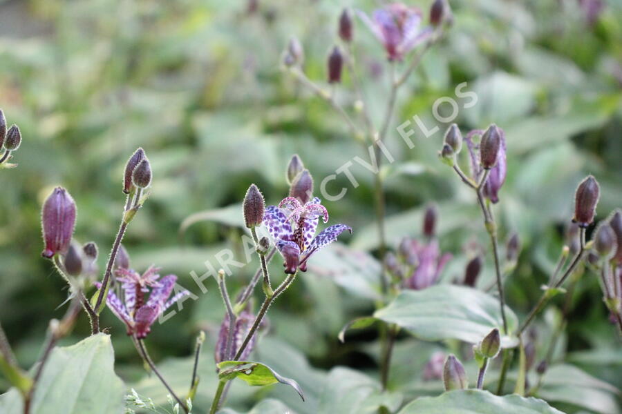 Liliovka stopkatá, hadí lilie - Tricyrtis macropoda