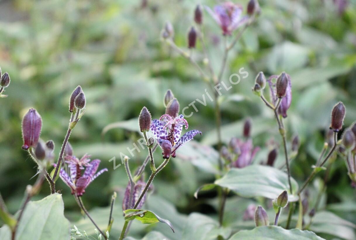 Liliovka stopkatá, hadí lilie - Tricyrtis macropoda