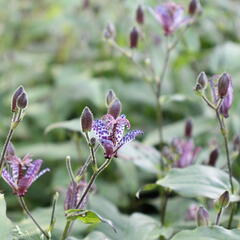 Liliovka stopkatá, hadí lilie - Tricyrtis macropoda