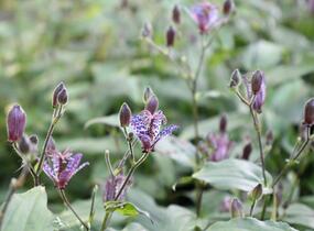 Liliovka stopkatá, hadí lilie - Tricyrtis macropoda