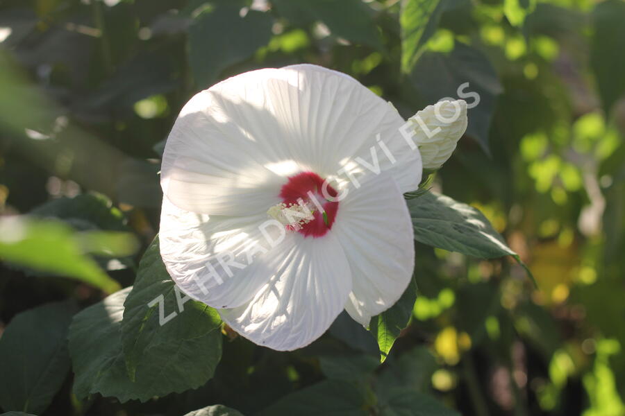 Ibišek bahenní 'Blanc Coeur Rouge' - Hibiscus moscheutos 'Blanc Coeur Rouge'