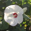 Ibišek bahenní 'Blanc Coeur Rouge' - Hibiscus moscheutos 'Blanc Coeur Rouge'