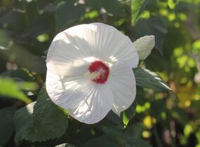 Ibišek bahenní 'Blanc Coeur Rouge' - Hibiscus moscheutos 'Blanc Coeur Rouge'