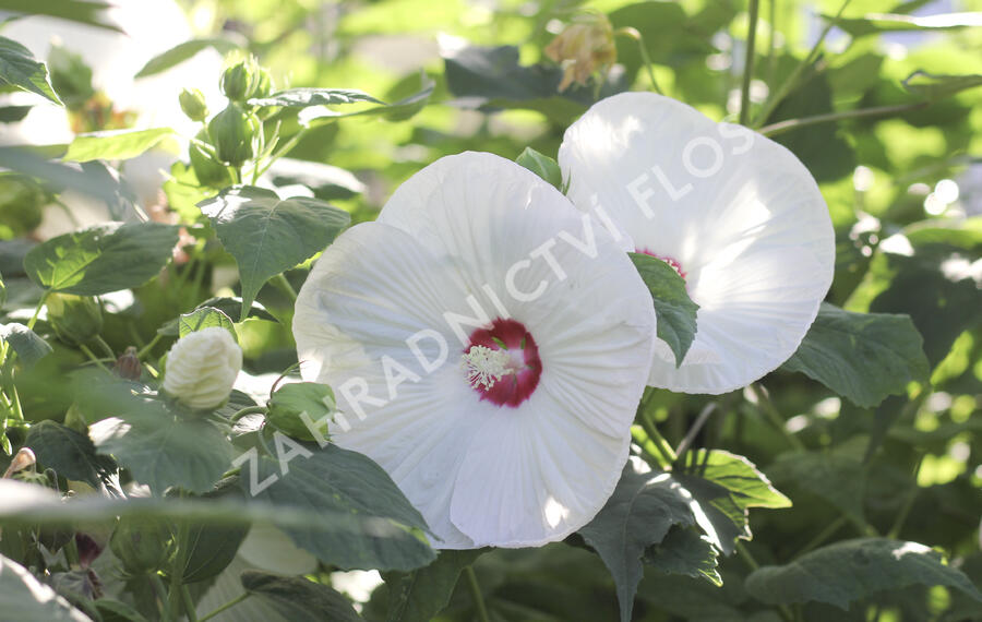 Ibišek bahenní 'Blanc Coeur Rouge' - Hibiscus moscheutos 'Blanc Coeur Rouge'