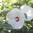 Ibišek bahenní 'Blanc Coeur Rouge' - Hibiscus moscheutos 'Blanc Coeur Rouge'