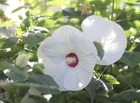 Ibišek bahenní 'Blanc Coeur Rouge' - Hibiscus moscheutos 'Blanc Coeur Rouge'
