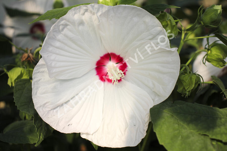 Ibišek bahenní 'Blanc Coeur Rouge' - Hibiscus moscheutos 'Blanc Coeur Rouge'
