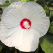 Ibišek bahenní 'Blanc Coeur Rouge' - Hibiscus moscheutos 'Blanc Coeur Rouge'