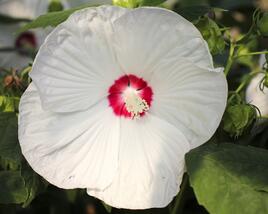 Ibišek bahenní 'Blanc Coeur Rouge'