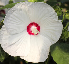Ibišek bahenní 'Blanc Coeur Rouge' - Hibiscus moscheutos 'Blanc Coeur Rouge'