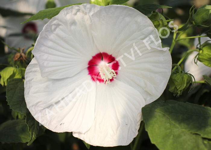 Ibišek bahenní 'Blanc Coeur Rouge' - Hibiscus moscheutos 'Blanc Coeur Rouge'