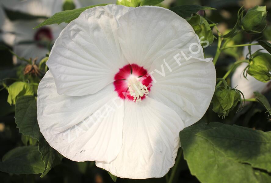 Ibišek bahenní 'Blanc Coeur Rouge' - Hibiscus moscheutos 'Blanc Coeur Rouge'