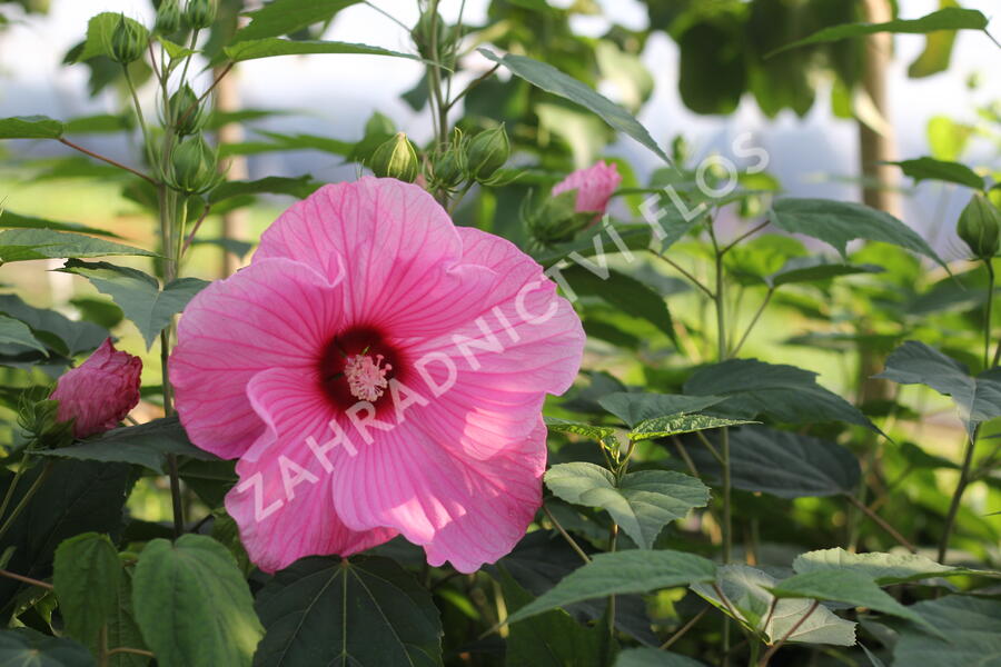 Ibišek bahenní 'Planet® Solene' - Hibiscus moscheutos 'Planet® Solene'