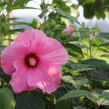 Ibišek bahenní 'Planet® Solene' - Hibiscus moscheutos 'Planet® Solene'