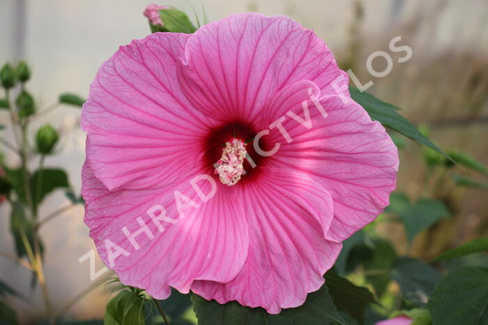 Ibišek bahenní 'Planet® Solene' - Hibiscus moscheutos 'Planet® Solene'