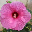 Ibišek bahenní 'Planet® Solene' - Hibiscus moscheutos 'Planet® Solene'