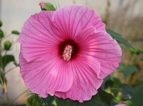 Ibišek bahenní 'Planet® Solene' - Hibiscus moscheutos 'Planet® Solene'