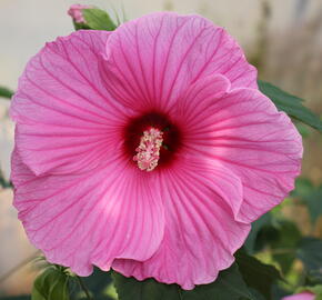 Ibišek bahenní 'Planet® Solene' - Hibiscus moscheutos 'Planet® Solene'