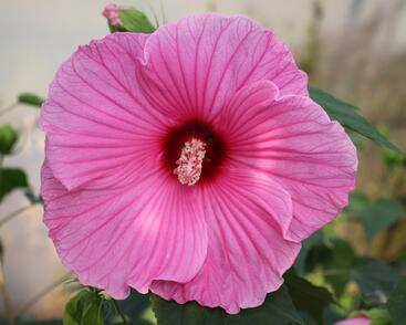 Ibišek bahenní 'Planet® Solene'