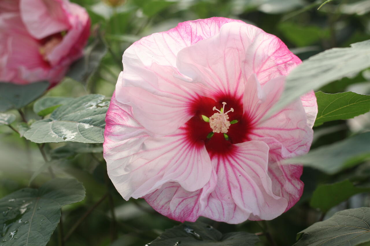 Ibišek bahenní Summerific 'Cherry Cheesecake' Hibiscus moscheutos