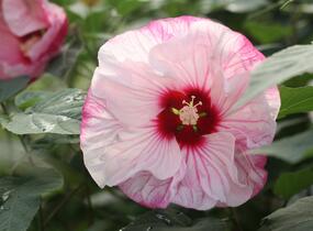 Ibišek bahenní Summerific 'Cherry Cheesecake' - Hibiscus moscheutos Summerific 'Cherry Cheesecake'