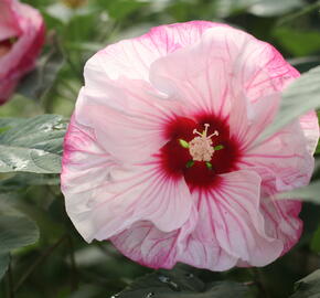 Ibišek bahenní Summerific 'Cherry Cheesecake' - Hibiscus moscheutos Summerific 'Cherry Cheesecake'