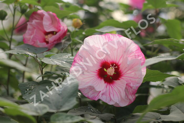 Ibišek bahenní Summerific 'Cherry Cheesecake' - Hibiscus moscheutos Summerific 'Cherry Cheesecake'