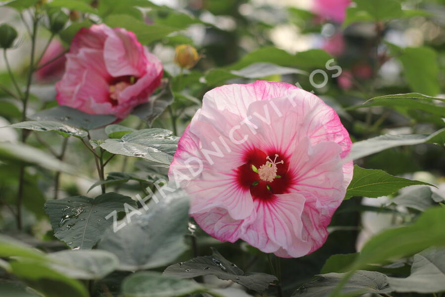 Ibišek bahenní Summerific 'Cherry Cheesecake' - Hibiscus moscheutos Summerific 'Cherry Cheesecake'