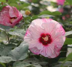 Ibišek bahenní Summerific 'Cherry Cheesecake' - Hibiscus moscheutos Summerific 'Cherry Cheesecake'