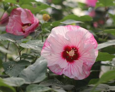 Ibišek bahenní Summerific 'Cherry Cheesecake'