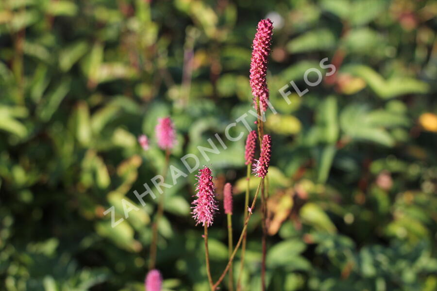 Krvavec 'Blackthorn' - Sanguisorba hybrid 'Blackthorn'