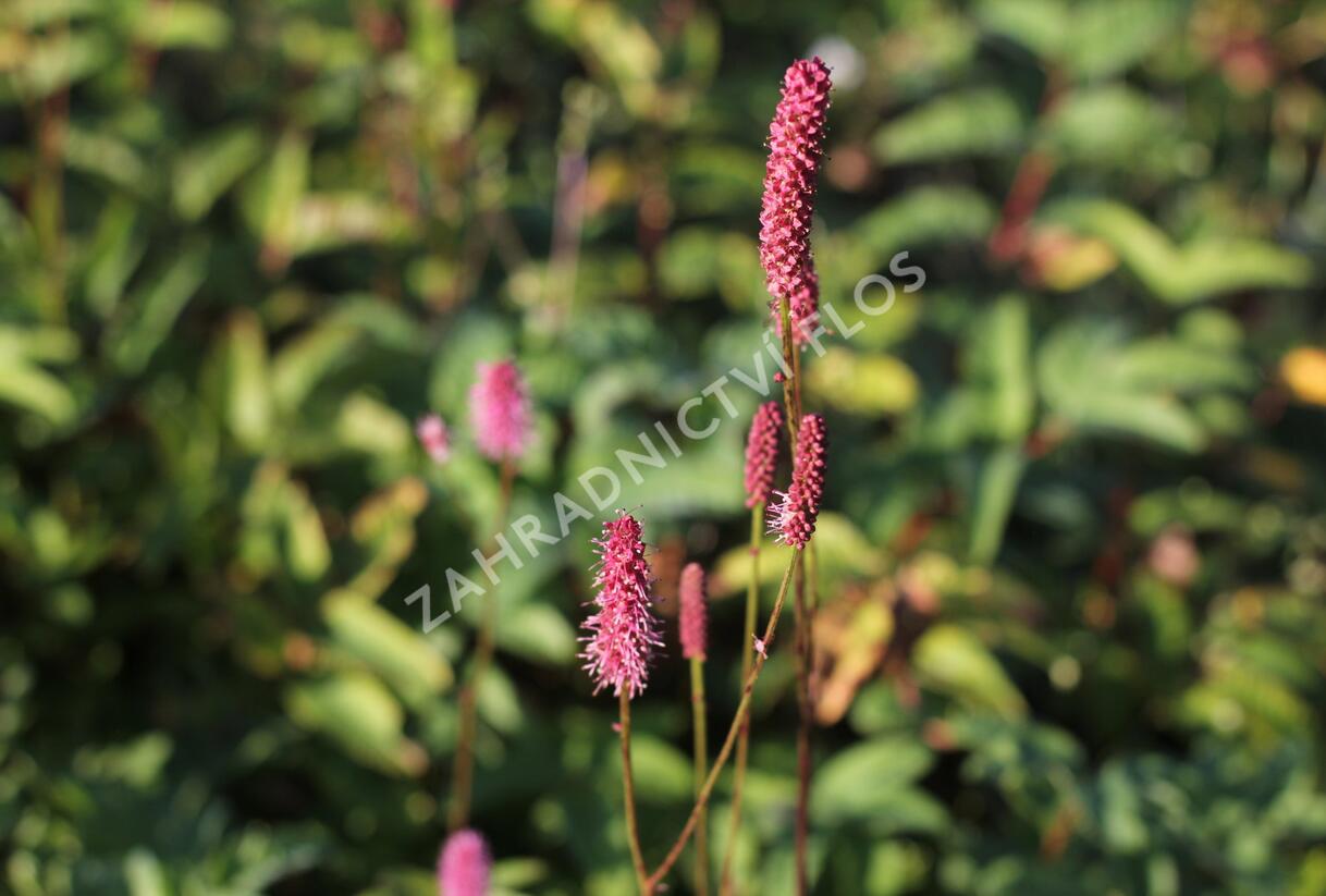 Krvavec 'Blackthorn' - Sanguisorba hybrid 'Blackthorn'