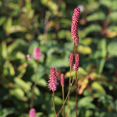 Krvavec 'Blackthorn' - Sanguisorba hybrid 'Blackthorn'