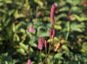 Krvavec 'Blackthorn' - Sanguisorba hybrid 'Blackthorn'