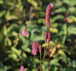 Krvavec 'Blackthorn' - Sanguisorba hybrid 'Blackthorn'