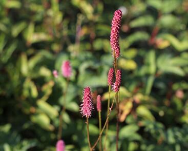 Krvavec 'Blackthorn'