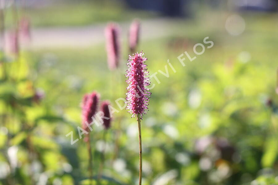 Krvavec 'Blackthorn' - Sanguisorba hybrid 'Blackthorn'