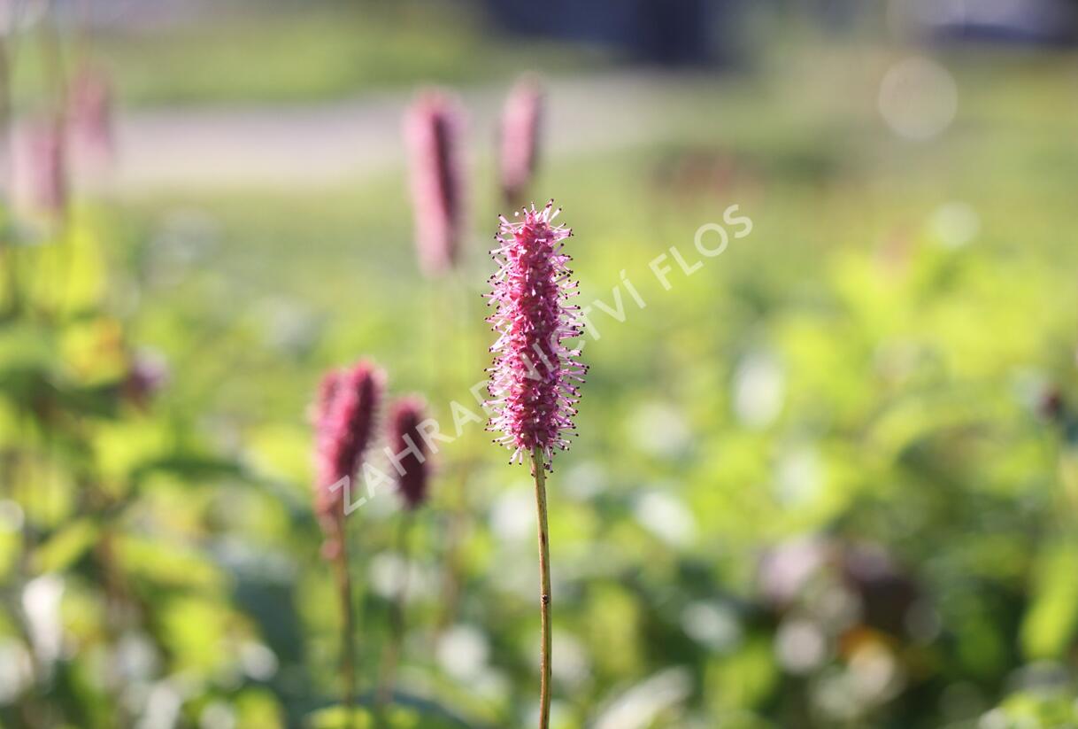 Krvavec 'Blackthorn' - Sanguisorba hybrid 'Blackthorn'