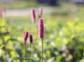 Krvavec 'Blackthorn' - Sanguisorba hybrid 'Blackthorn'